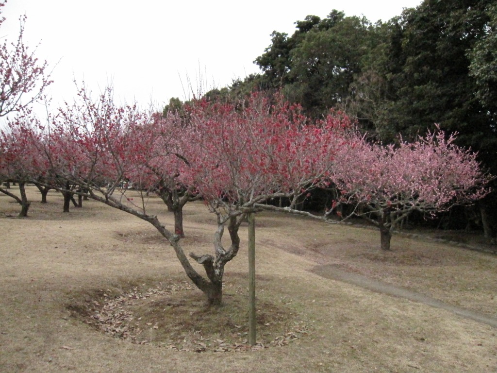 お散歩