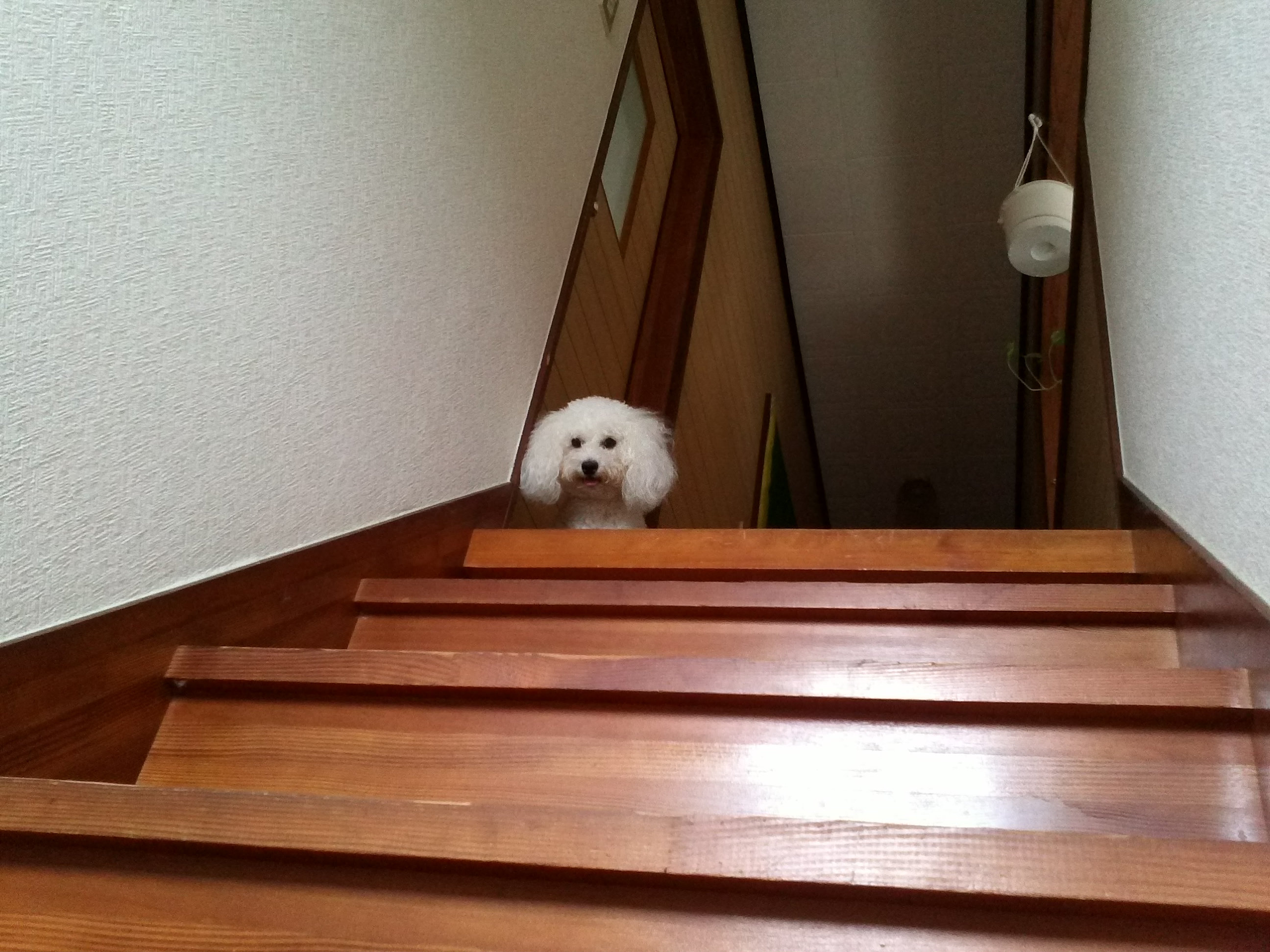 うちのトイプ～