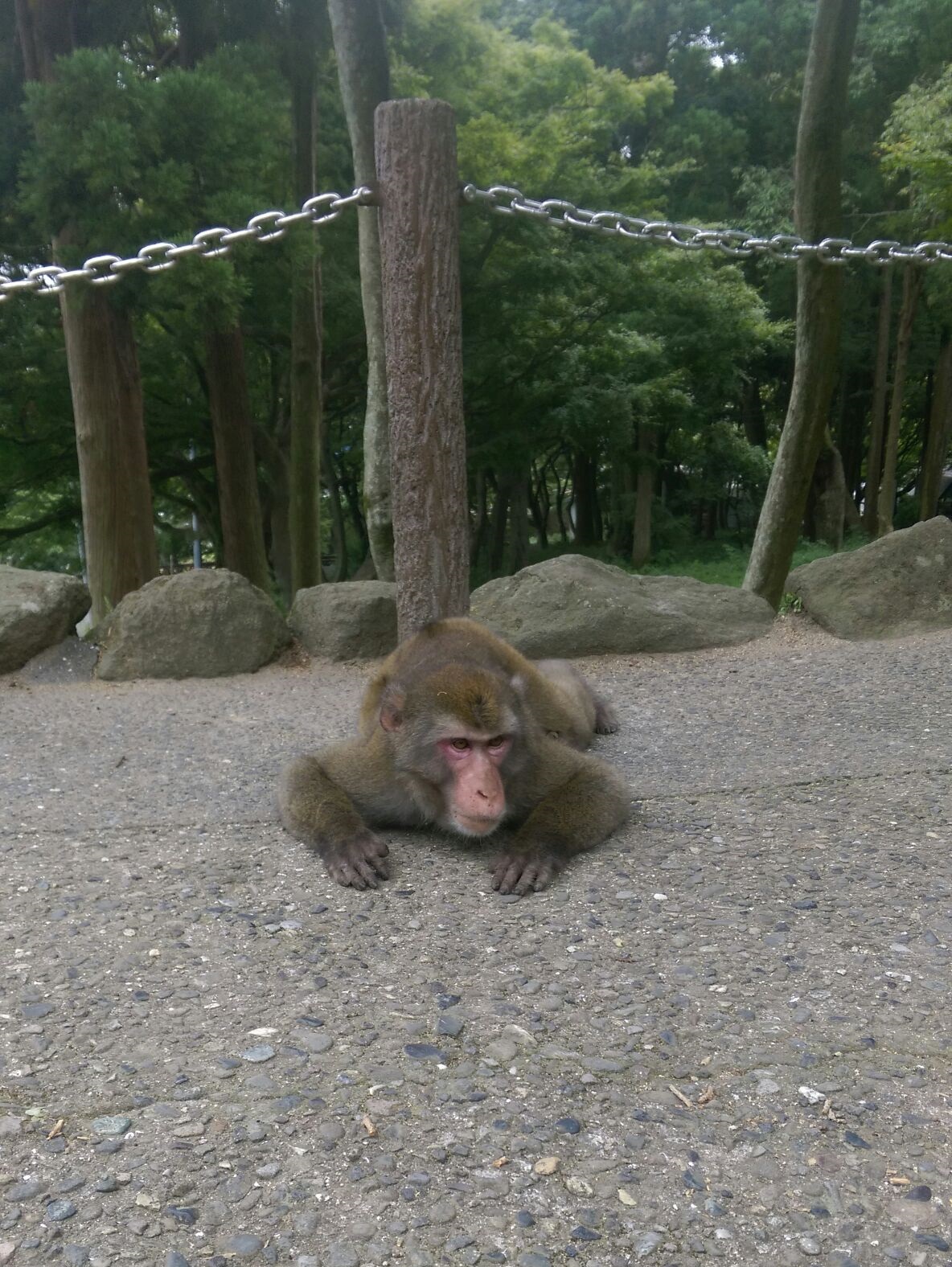 ぼくのなつやすみ