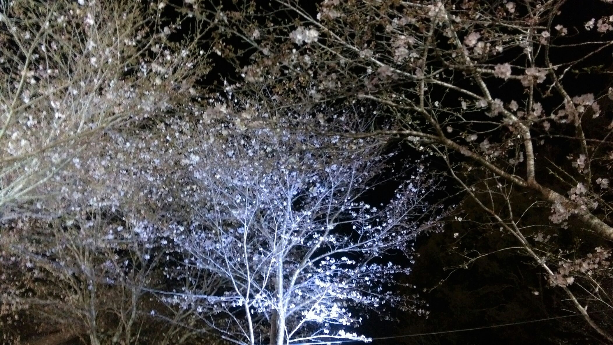 桜咲いてました