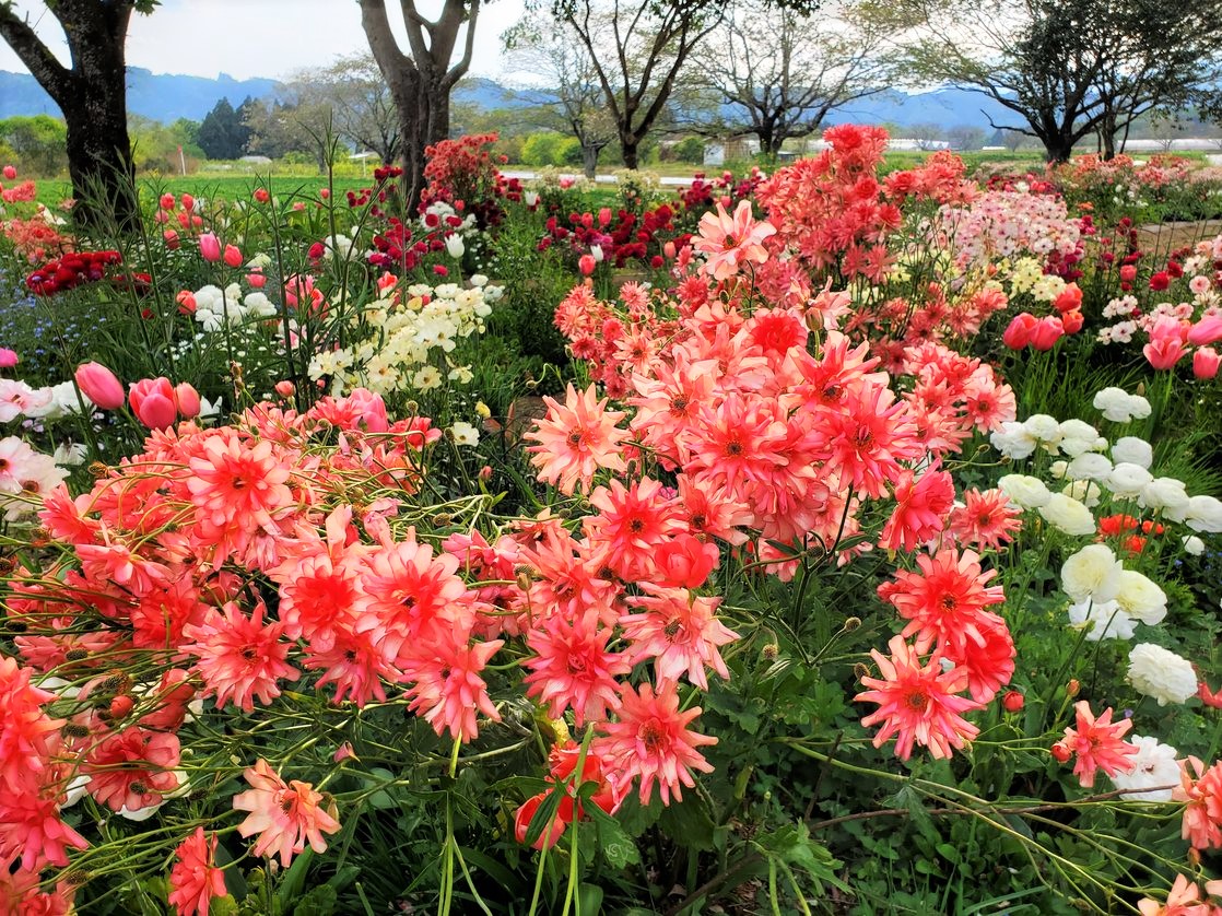 桜は見れませんでしたが